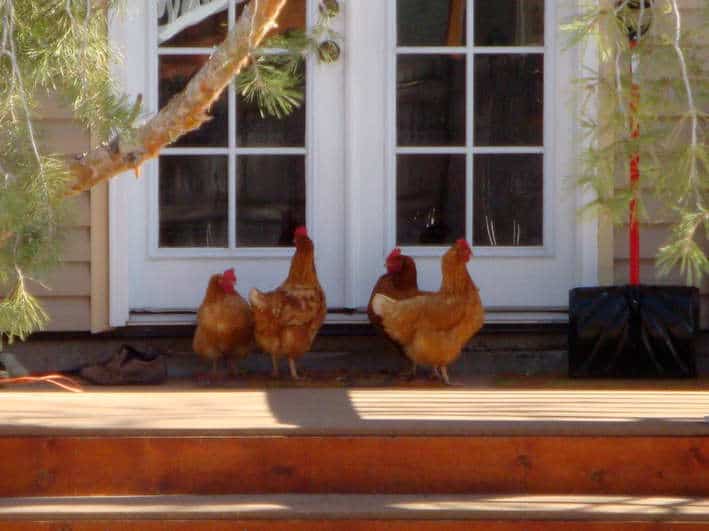 Berg chickens outside on the deck