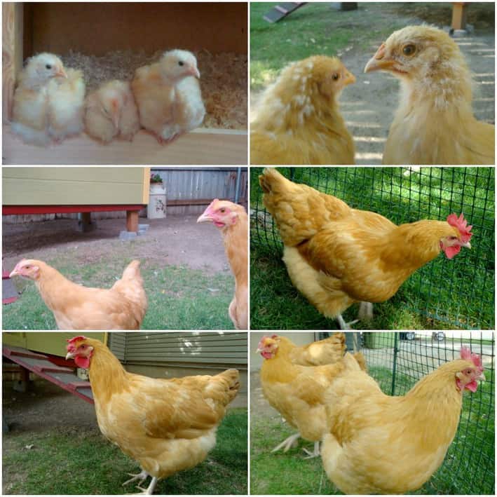 Chickens growing up