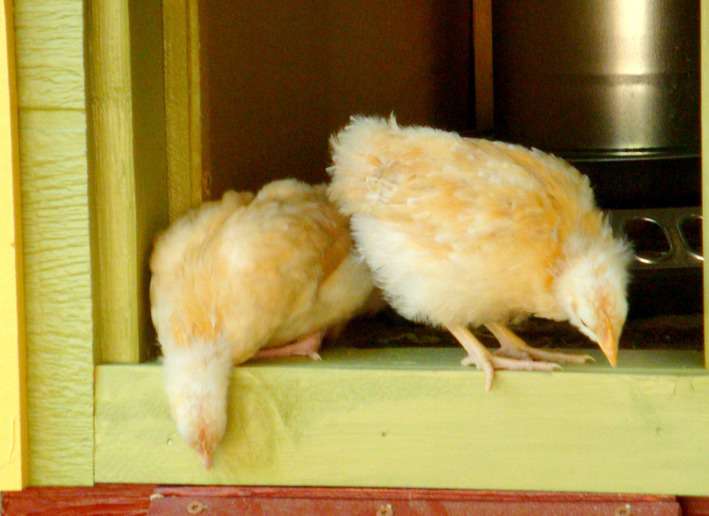 Two baby chicks