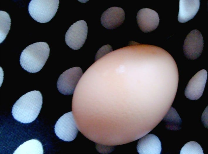 chicken egg in white polka dot blanket