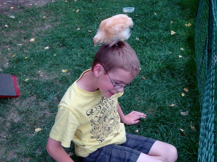 Chicken on top of kids head